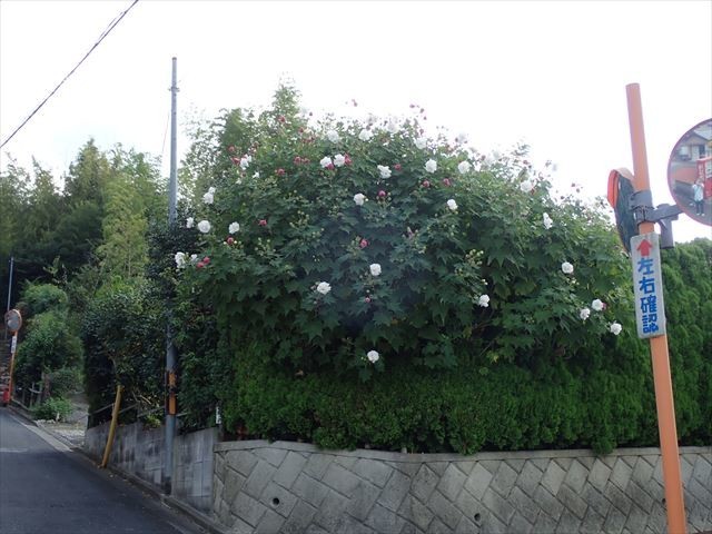 芙蓉の花