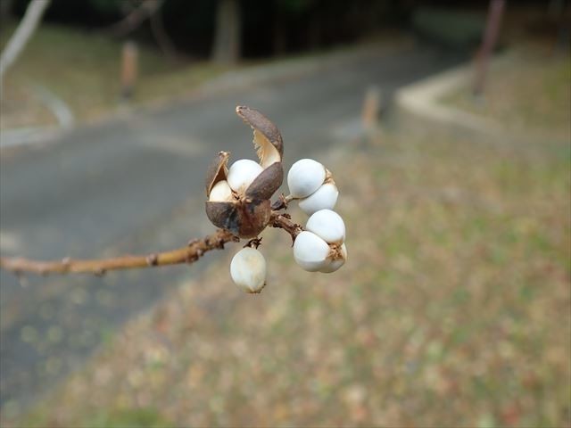f:id:holala:20191126221013j:plain f:id:holala:20191126221013j:plain