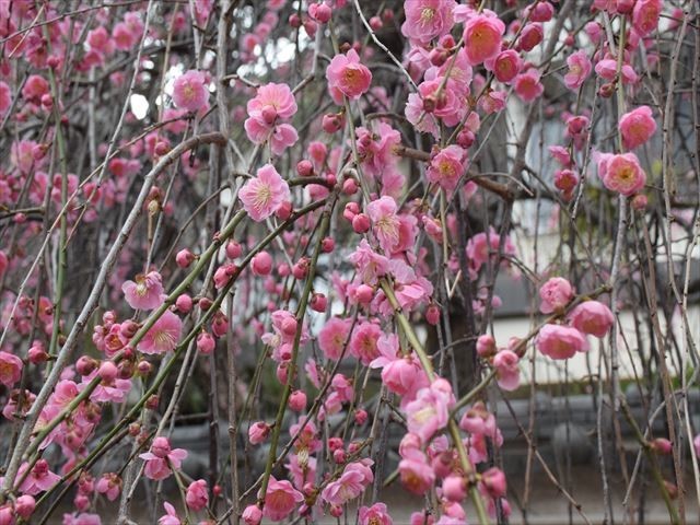 f:id:holala:20200227214050j:plain