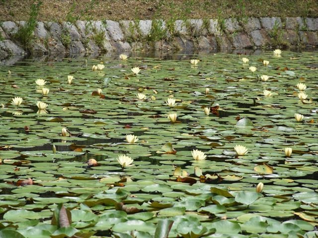 f:id:holala:20200817172851j:plain f:id:holala:20200817172851j:plain