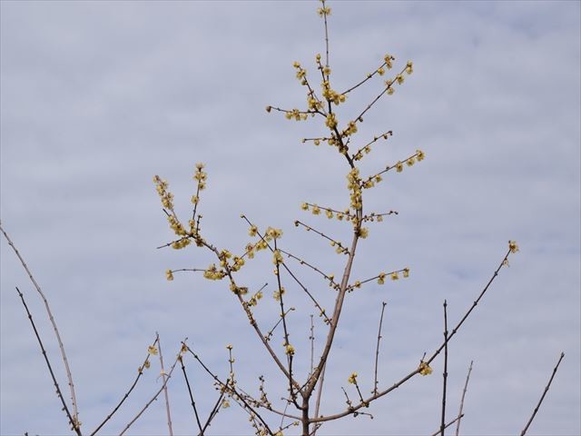 f:id:holala:20210201204211j:plain