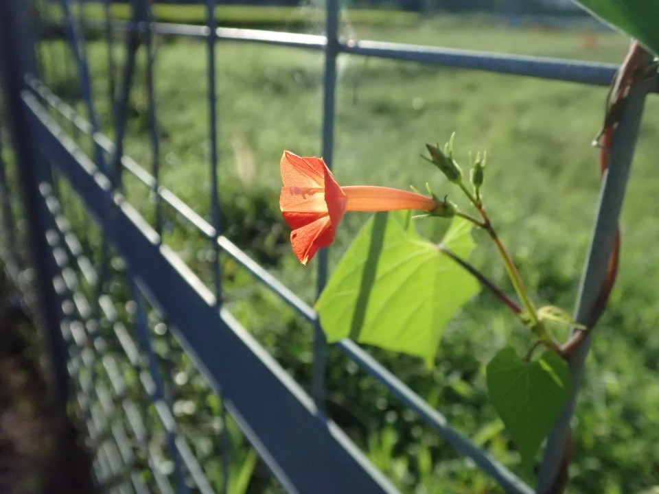 f:id:holala:20210923213149j:plain