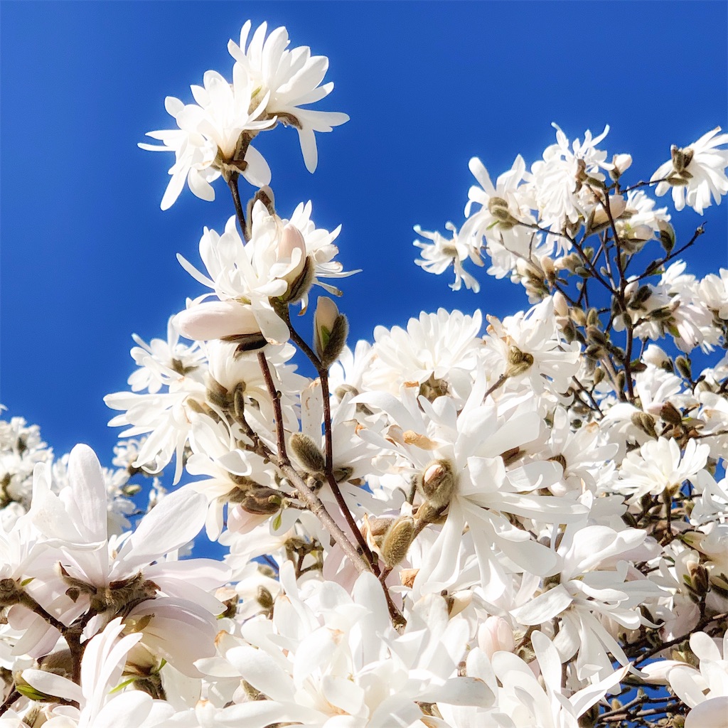 f:id:holbaek:20200413071216j:image