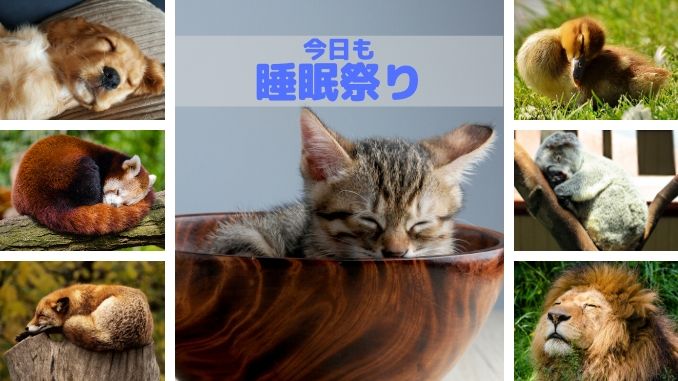 睡眠