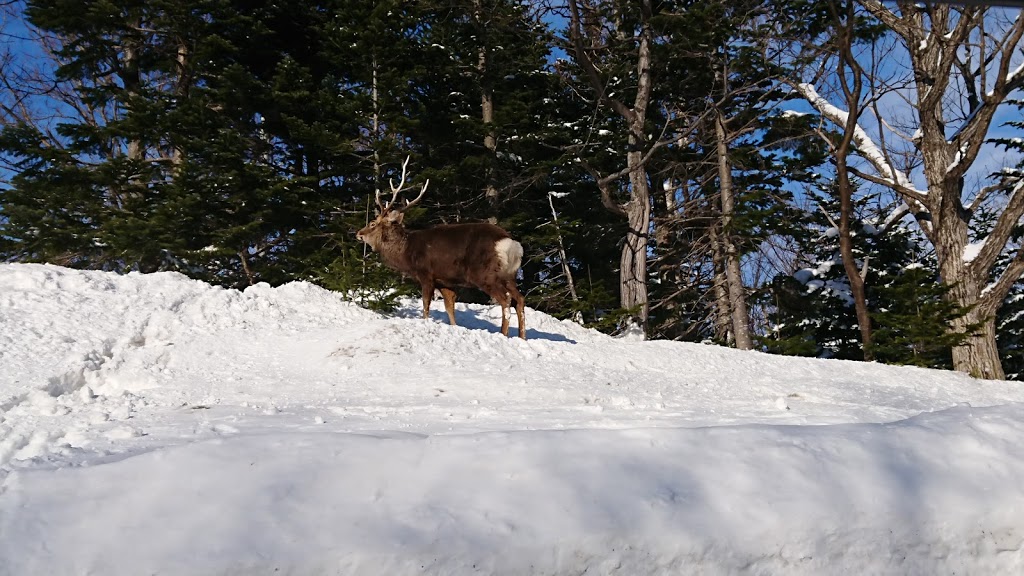 f:id:holidaybymaki:20190429232051j:plain f:id:holidaybymaki:20190429232051j:plain