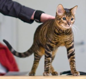 飼えるトラ トイガーの特徴 飼い方 価格などについて のんビリーどうぶつ日記 飼えるトラ トイガーの特徴 飼い方 価格などについて のんビリーどうぶつ日記