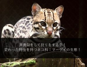 全く違う種族なのに似すぎ オセロットにそっくりなネコ マーゲイとジャガーネコ のんビリーどうぶつ日記