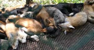 f:id:hollys-command-lecture:20180702144303j:plain