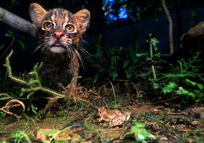新種で絶望の危機 イリオモテヤマネコの紹介 のんビリーどうぶつ日記