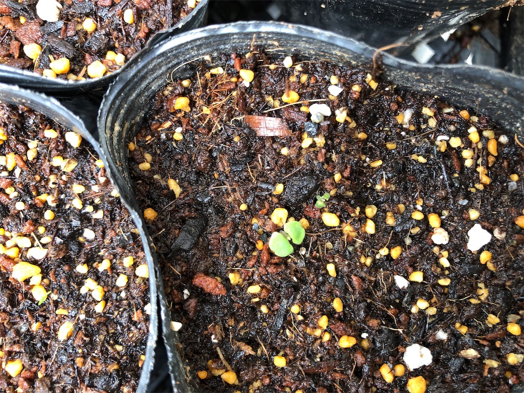 f:id:holohololife:20191015220419j:image f:id:holohololife:20191015220419j:image