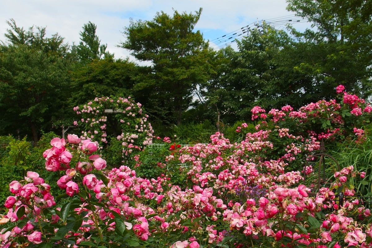 f:id:holto:20190714092717j:plain f:id:holto:20190714092717j:plain