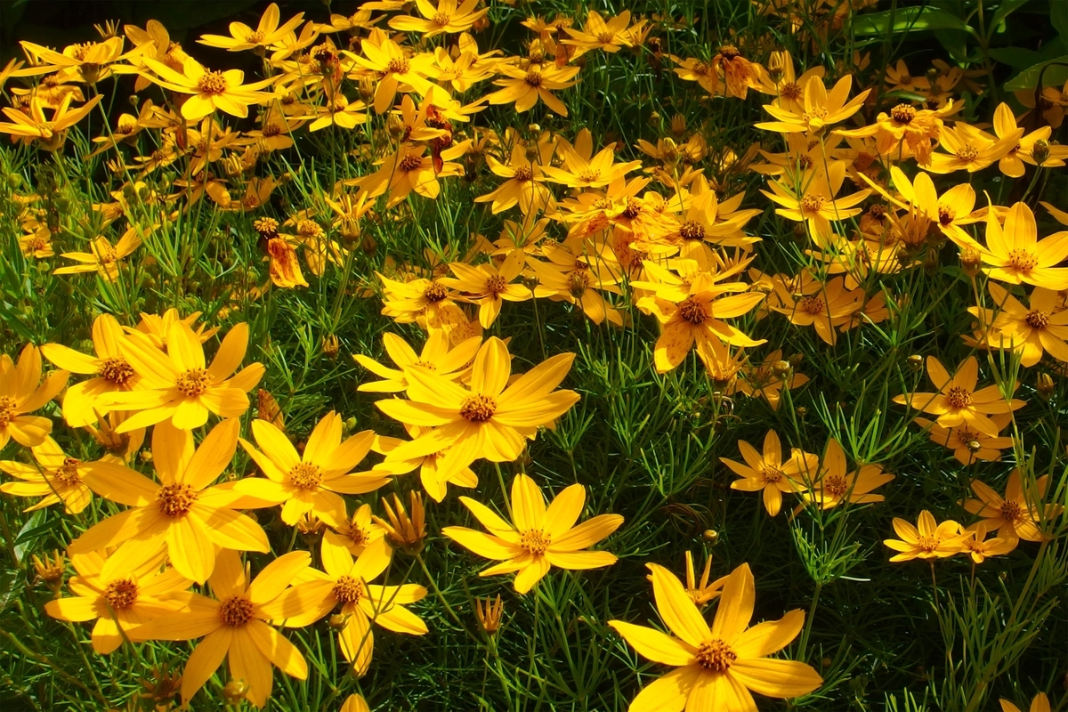f:id:holto:20190714093114j:plain f:id:holto:20190714093114j:plain