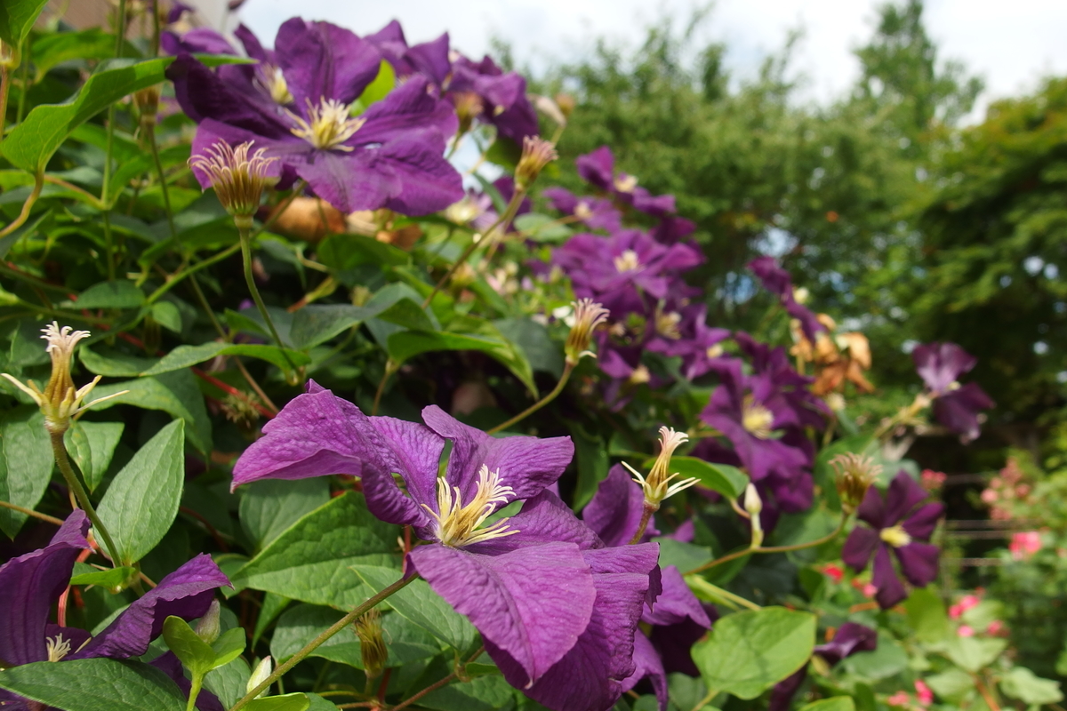 f:id:holto:20190714093230j:plain f:id:holto:20190714093230j:plain