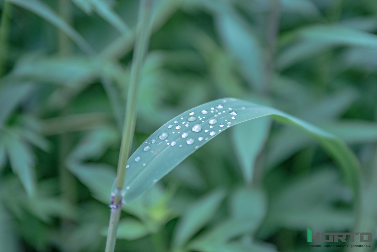 f:id:holto:20190719170202j:plain f:id:holto:20190719170202j:plain