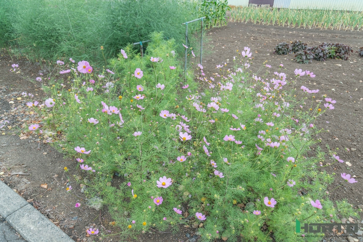 f:id:holto:20190726162101j:plain