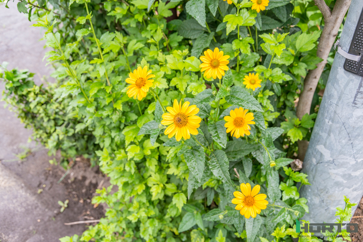 f:id:holto:20190726162159j:plain
