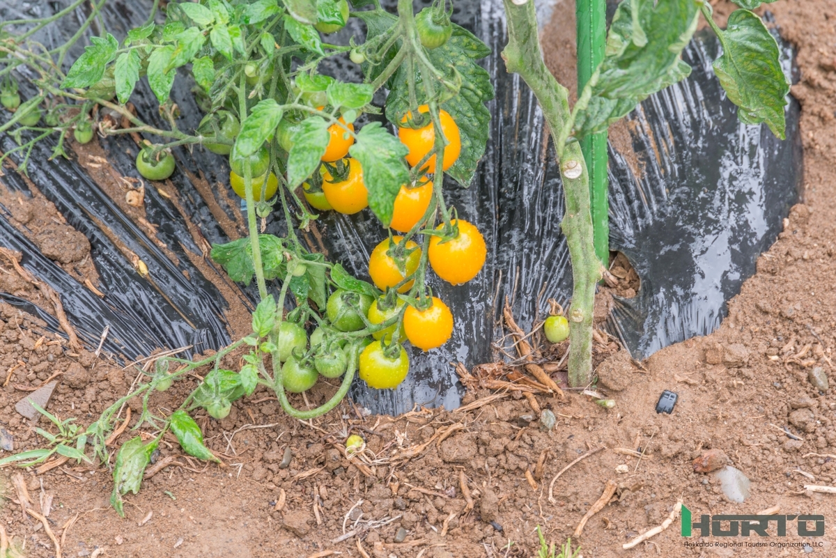 f:id:holto:20190726162228j:plain