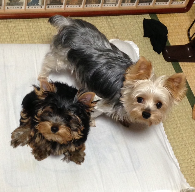 f:id:holyhappylife:20131010214646j:image:w360 f:id:holyhappylife:20131010214646j:image:w360