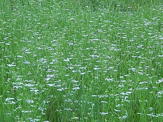 コリアンダーの花