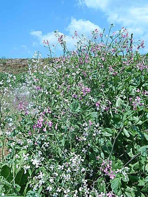 ラディッシュの花