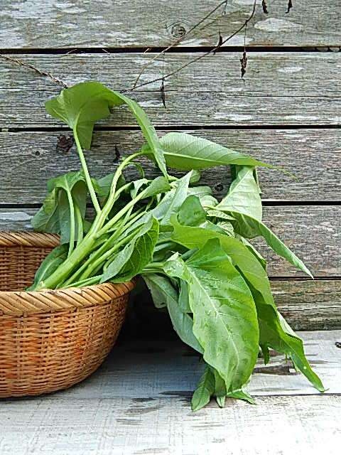 収穫したばかりの空心菜