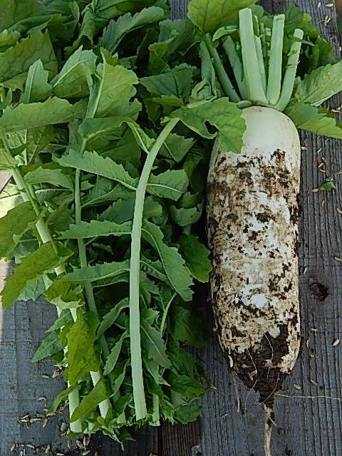 収穫したばかりの源助ダイコン 収穫したばかりの源助ダイコン