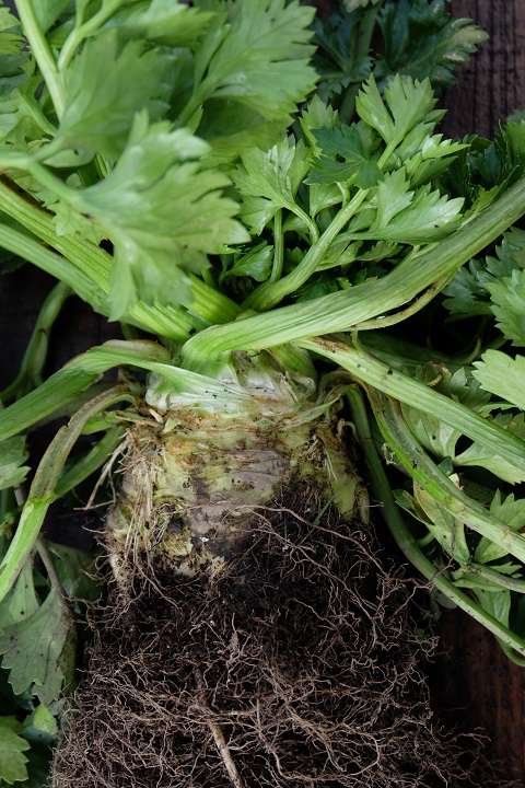 掘りたてのセロリアック