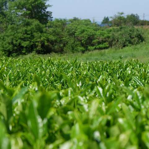 新芽が出たばかりのお茶畑