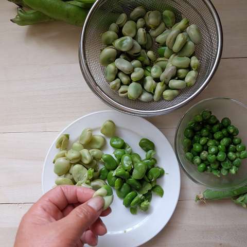 茹でたそら豆を指でつまんで皮をむく