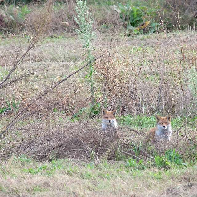 キツネのカップル