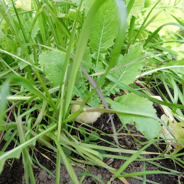 スズナ（かぶ）