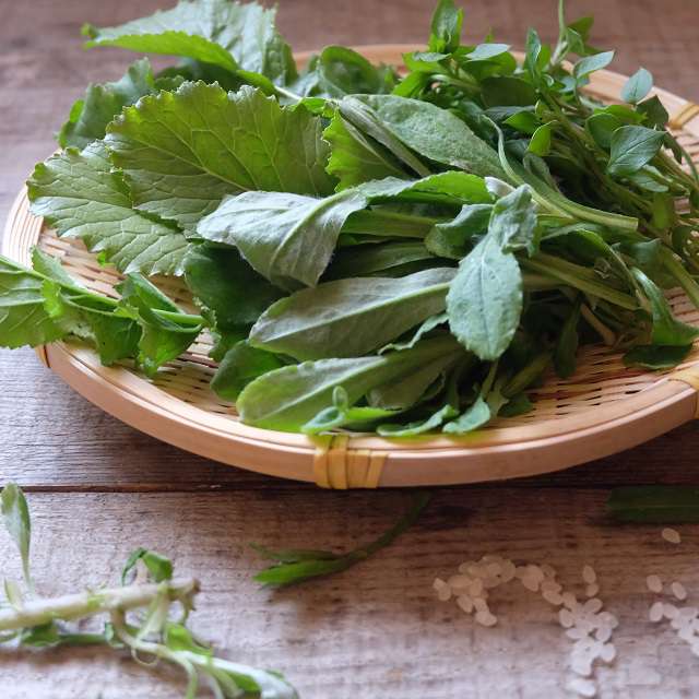 春の七草（五草）