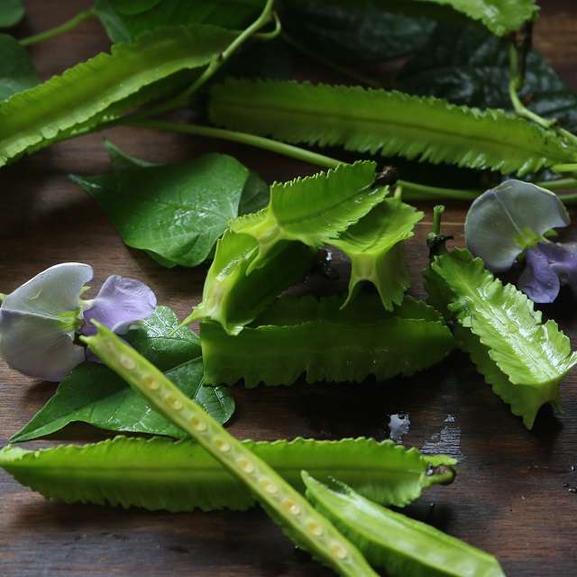 四角豆を切るとこんな感じ