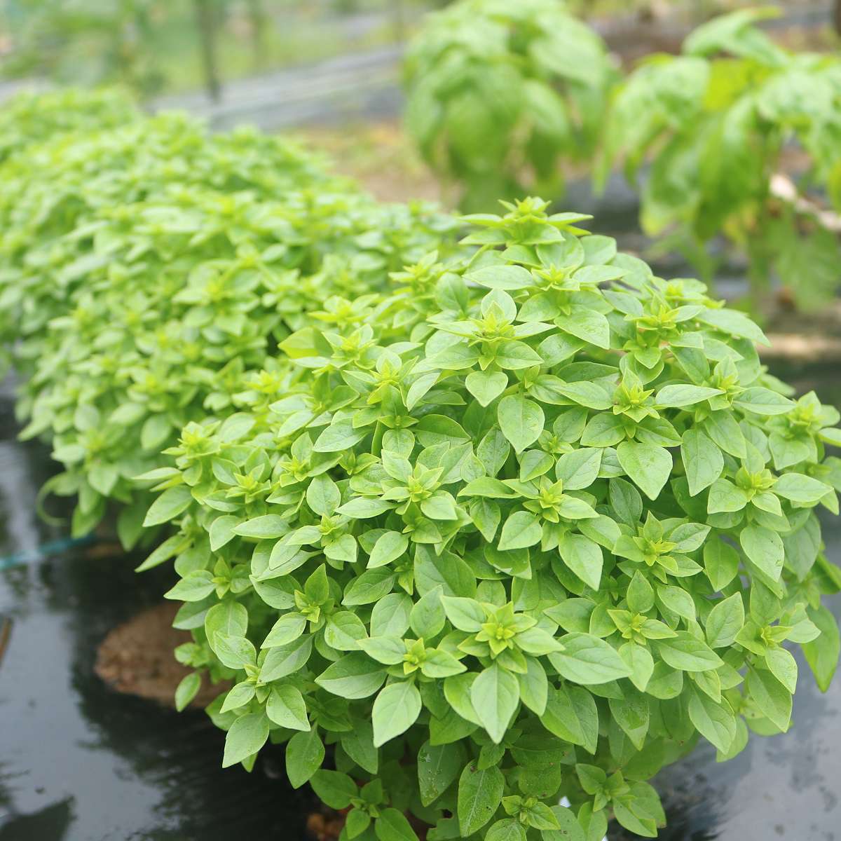 貴方のガサツな性格活かせます ミニトマトのカプレーゼ 今日 なに食べよう 有機野菜の畑から 貴方のガサツな性格活かせます ミニトマトのカプレーゼ 今日 なに食べよう 有機野菜の畑から