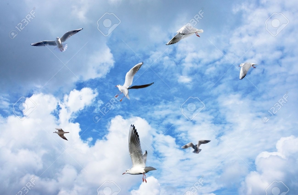 f:id:homegoroshifarrell:20180703001918j:plain