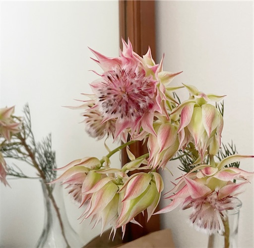 f:id:homegreen:20220718144427j:image