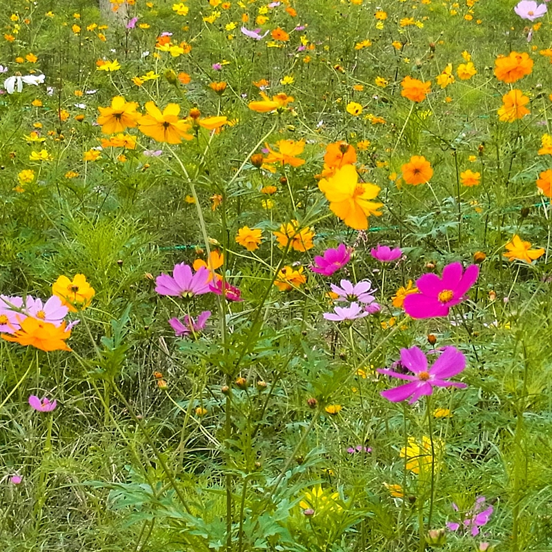 f:id:homuhomuHiro:20161016222330j:plain