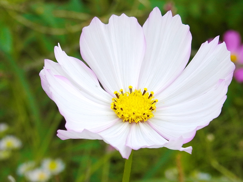 f:id:homuhomuHiro:20161016222331j:plain