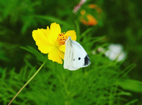 f:id:homuhomuHiro:20161016222334j:plain