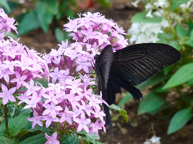 f:id:homuhomuHiro:20161016222336j:plain