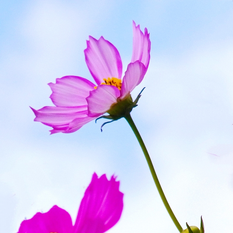 f:id:homuhomuHiro:20161016222337j:plain