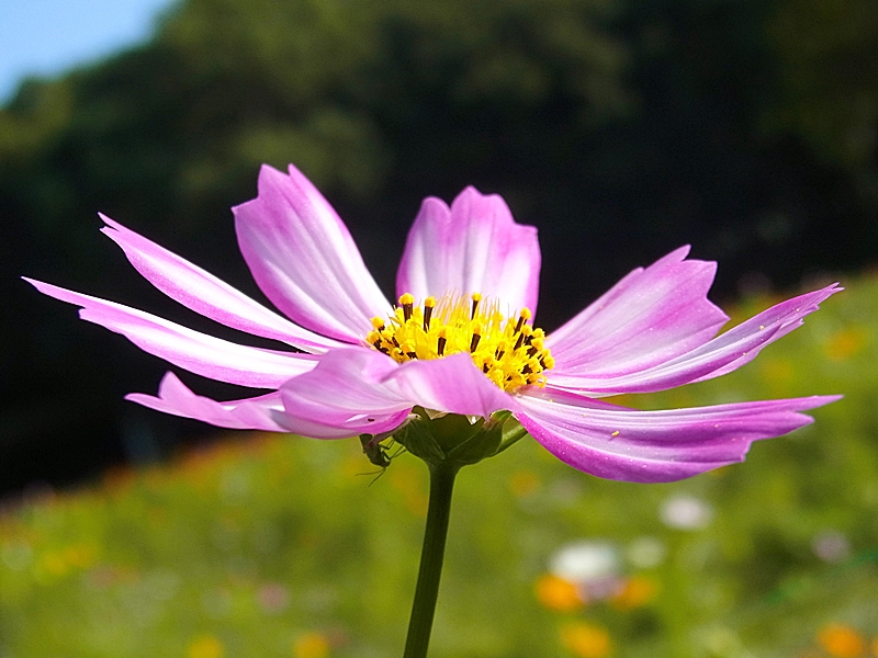 f:id:homuhomuHiro:20161023002610j:plain