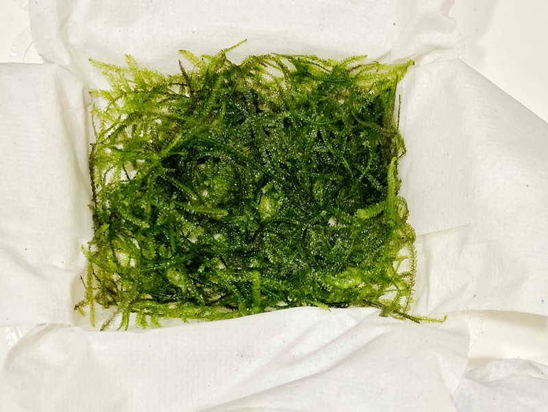 f:id:homuhomuHiro:20180910231435j:plain