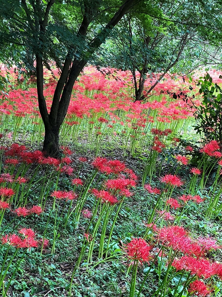 f:id:homuhomuHiro:20180920202406j:plain