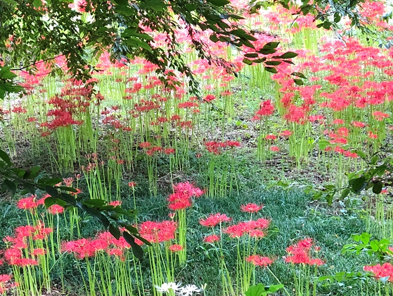 f:id:homuhomuHiro:20180920202442j:plain