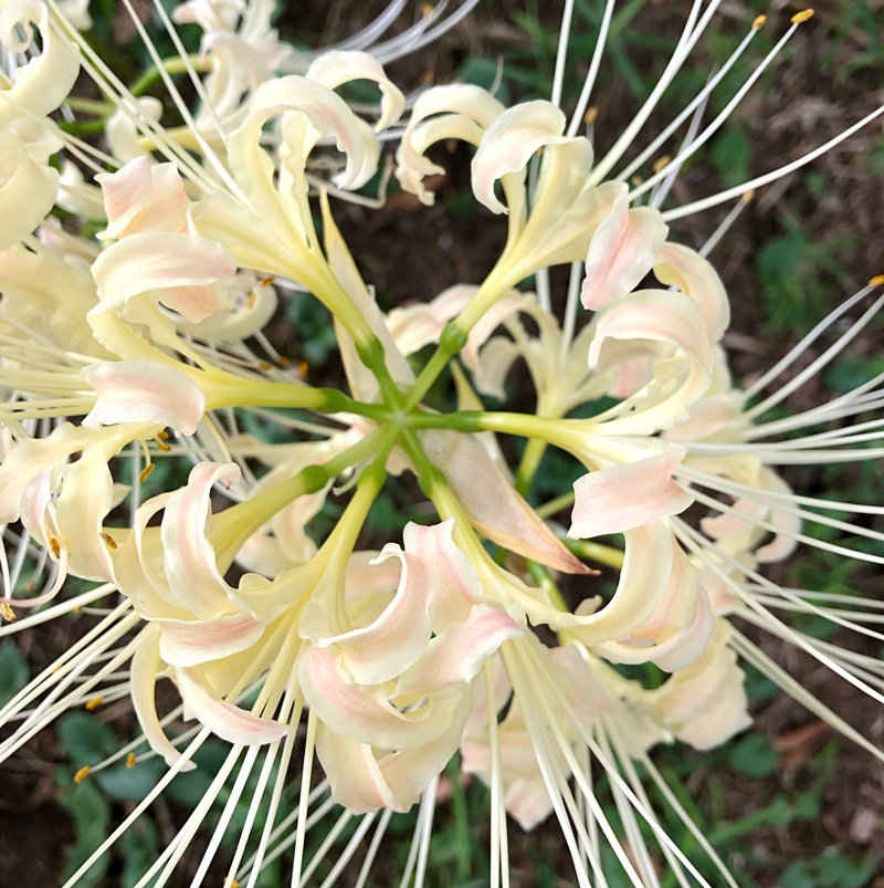 f:id:homuhomuHiro:20200929230521j:plain