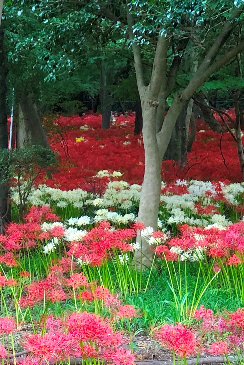 f:id:homuhomuHiro:20200929230524j:plain