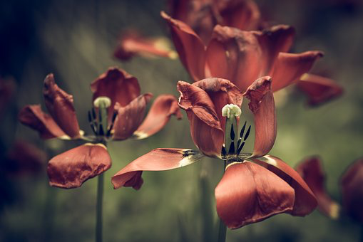 f:id:homux:20190613093421p:plain
