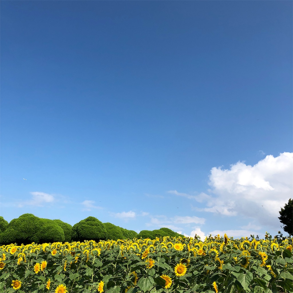 f:id:hon-no-niwa:20190819175020j:image
