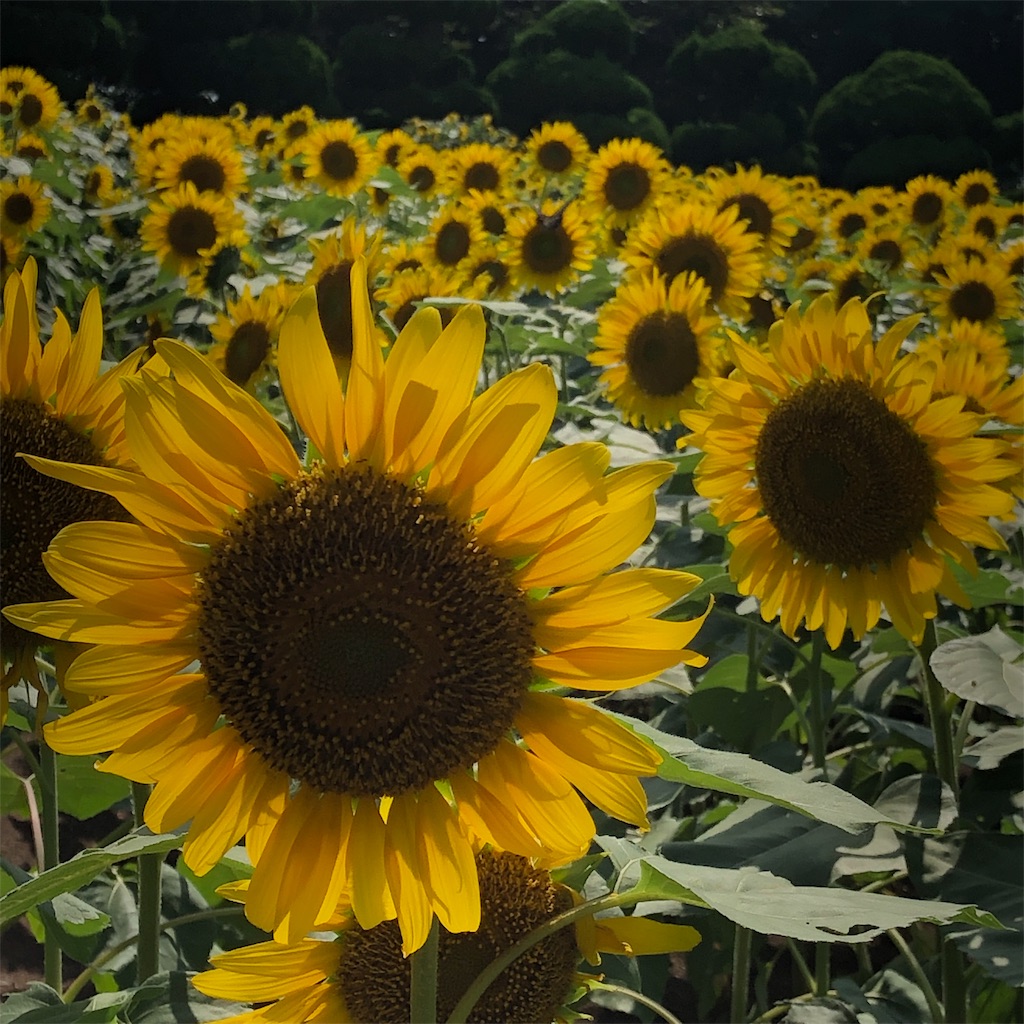 f:id:hon-no-niwa:20190819175053j:image
